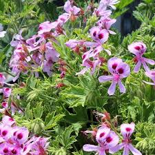 Image result for Pelargonium graveolens