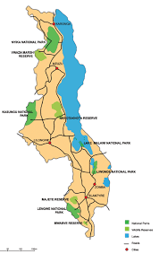 Image result for Habenaria debeerstiana