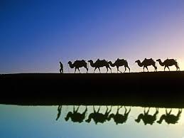 These fat humps can weigh as much as 80 pounds even though more water is produced processing the fat than there was fat, gram for gram, the so where do the camels store extra water? How Can The Camels Resist So Much Without Drinking Water