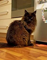 The cat fanciers association states that black should be a dense coal black, sound from roots to tip of fur. Maine Coon Black Solid Home Facebook