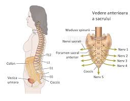 Coloana Vertebrala Anatomie Si Fiziologie