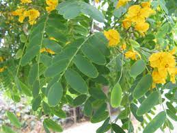 Tipuana Tipu Tipu Tree Urban Garden Design Flowering Trees Urban Garden