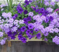 Beautiful Flowers With A Touch Of Purple Can Brighten Any Garden Container Flowers Window Box Flowers Flower Boxes