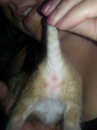 They will grow and develop quickly, however they are susceptible to a number of threats. Sexing My Kittens Thecatsite