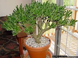 The most common inorganic materials used in cactus soil are perlite and pumice. Pin On Garden