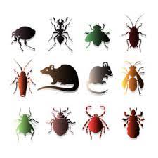 Deal with the pests issues and protect your home from unwanted guest. Pest Control Services Monterey County Ailing House Pest Management Inc