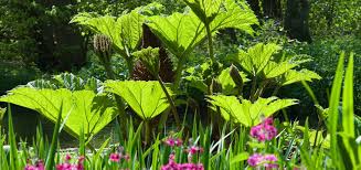 Image result for Gunnera