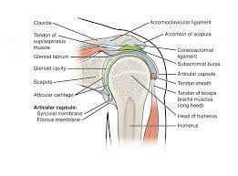 May 31, 2021 · cross section through the maxillary sinus: 9 6 Anatomy Of Selected Synovial Joints Anatomy Physiology