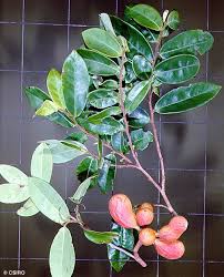 Image result for Xylopia tenuipetala