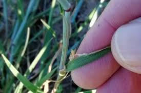 Image result for Cenchrus geniculatus