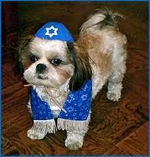 For His Bark Mitzvah Dogs Your Dog Pets