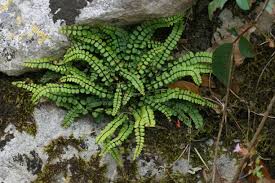 Image result for Asplenium smedsii