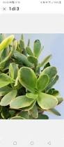 Image result for Crassula globularioides