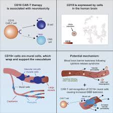 Monastic cell, a small room, hut, or cave in which a monk or religious recluse lives. Single Cell Analyses Identify Brain Mural Cells Expressing Cd19 As Potential Off Tumor Targets For Car T Immunotherapies Sciencedirect