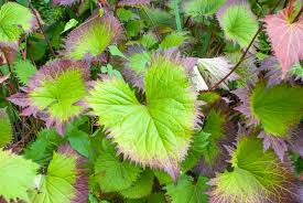 These perennials bloom with white to pink flowers in early. 25 Best Shade Perennials Perennial Flowers For Shade