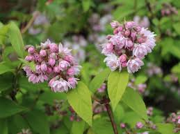 Image result for Deutzia hybrida Pink Pompon