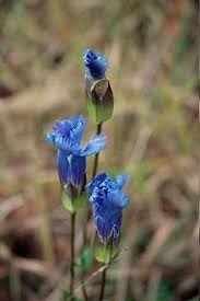 From the haunting call of a common loon across a serene inland lake, to a kirtland's warbler singing atop a scraggly jack pine, michigan's birds depend on the state's unique native plants for food. 18 Wild Flowers Of Michigan Ideas Wild Flowers Flowers Plants