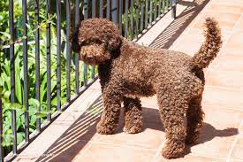 Lagotto Romagnolo Pup Classic Look Pretty Dogs Dog Photoshoot Pet Photography Lagotto Romagnolo
