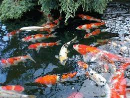 Apakah induk ikan koi perlu dipelihara dengan cara khusus ? Budidaya Ikan Koi Di Sawah Infoakuakultur Com