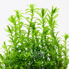 Image result for Limnophila fluviatilis