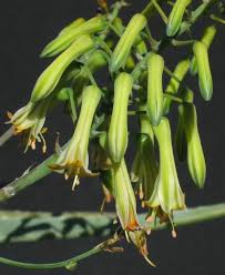 Image result for Aloe veseyi