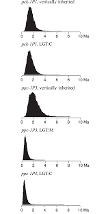 Image result for Alloteropsis