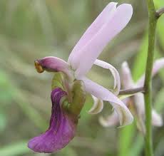 Image result for Eulophia livingstoneana