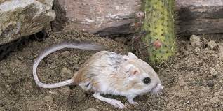 Why Kangaroo Rats Don T Get Dehydrated In The Desert Rockdoveblog
