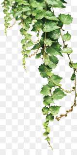 Find the perfect vine leaf stock photos and editorial news pictures from getty images. Vine Png Flower Vine Grape Vine Vine Border Ivy Vine Leaf Vine Pumpkin Vine Vine Pattern Vine Graphics Vine Outline Vine Scroll Cleanpng Kisspng