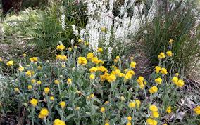 Image result for Vincetoxicum apiculatum