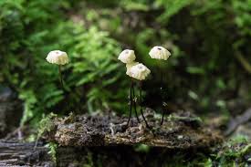 Image result for Marasmius rotula