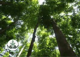 Fiberglass features 1) high simulation, mould like nature palm tree 2) good 1,313 palm tree malaysia products are offered for sale by suppliers on alibaba.com, of which compound fertilizer accounts for 1%, other agriculture. Mahogany Trees Endangered Tropical Hardwoods