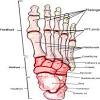 For example, knee ligaments connect your thighbone to your shinbone, forming a joint, which lets. 1