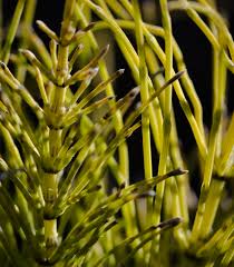 Image result for Thesium equisetoides