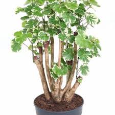 Image result for Polyscias