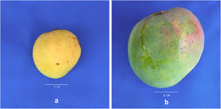 Admission education more information wrong alfonso? The Tommy Atkins Mango Genome Reveals Candidate Genes For Fruit Quality Bmc Plant Biology Full Text