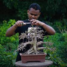 Online Bonsai Sell Bd Home Facebook
