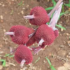 We did not find results for: Local Guides Connect Flowers At Yercaud Tamilnadu Local Guides Connect