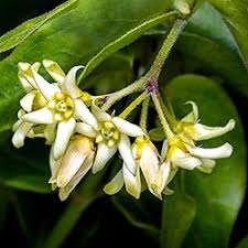 Image result for Vincetoxicum monticola