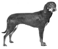 The breed is used to hunt fox, hare, and small game, o. Dog Breeds Montenegrin Mountain Hound Breed Rankings And Buying Advice In Animalssale Com