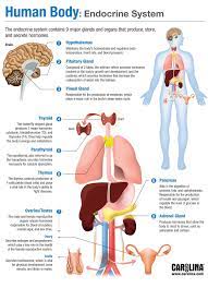 Human Body Endocrine System Human Anatomy And Physiology Endocrine System Human Body Systems