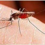 Ο άσος της άρσεναλ αποκάλυψε πως προσβλήθηκε από μαλάρια στο τελευταία του ταξίδι στην πατρίδα του, την. Elonosia Pa8ologos Markopoylo