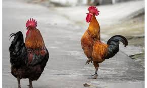 Tổ tiên dặn, “Trong nhà có năm vật kêu, tai họa ập đến”, điềm báo vô cùng xấu gia chủ nhớ cảnh giác