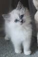 Ragdoll Kittens for Sale Near Me | Buy Ragdoll Kitten