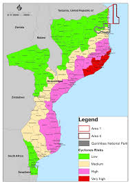 Image result for Micklethwaitia carvalhoi