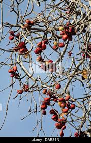 Image result for Sterculia subviolacea