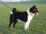 Karelian Bear Dog - Facts, Pictures, Puppy, Size, Price ...