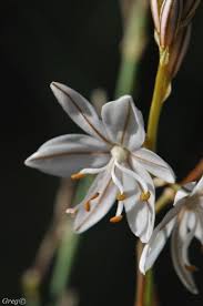 Planta liliácea, de tallo alto y grandes flores blancas muy olorosas. La Asphodelus Ayardii Jahaud Marie In Bull Conocida Vulgarmente Como Gamoncillo Tiene El Estilo Mas Largo Que Los Estambres Y Los Estam Plantas Spain Flores