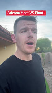 Plumbago Plant in Arizona