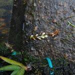 Image result for Bolusiella fractiflexa